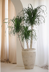 Beaucarnea vertakt P55 - 5ft