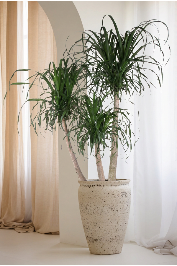 Beaucarnea verzweigt P55 - 5ft