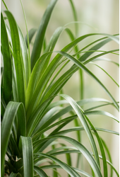 Beaucarnea vertakt P55 - 5ft