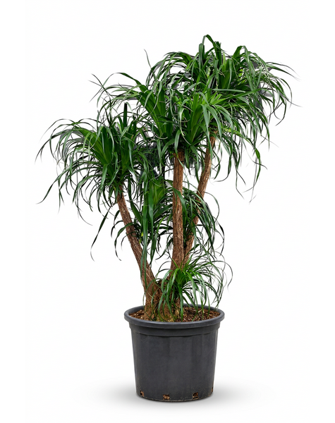 Beaucarnea vertakt