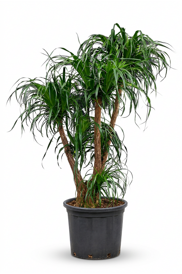 Beaucarnea vertakt