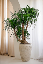 Beaucarnea vertakt
