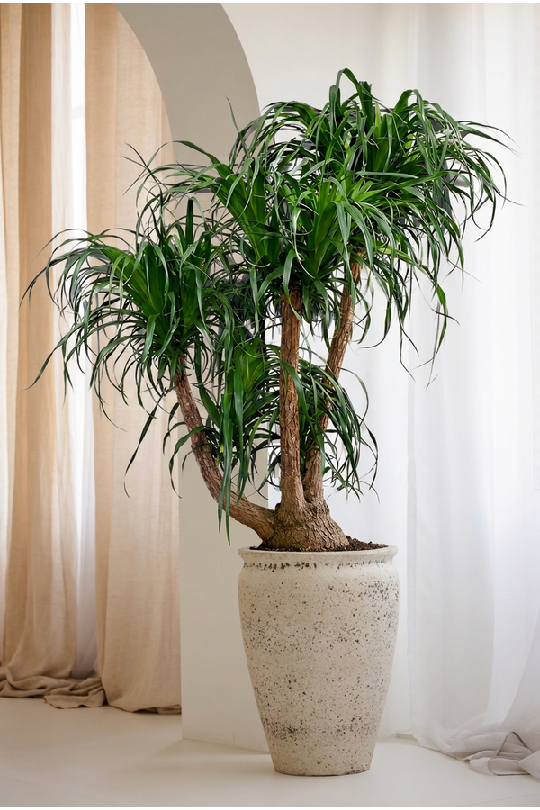 Beaucarnea vertakt