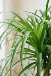 Beaucarnea vertakt