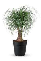 Beaucarnea vertakt P32 - 2ft