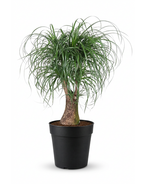 Beaucarnea vertakt P32 - 2ft