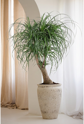 Beaucarnea vertakt P32 - 2ft