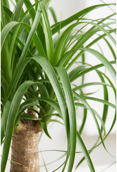 Beaucarnea vertakt P32 - 2ft