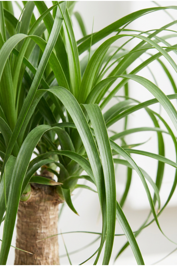 Beaucarnea vertakt P32 - 2ft