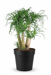 Beaucarnea verzweigt P41 - 2ft