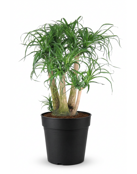 Beaucarnea vertakt P41 - 2ft
