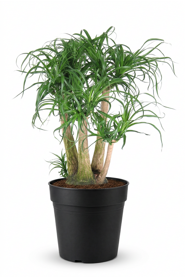 Beaucarnea vertakt P41 - 2ft