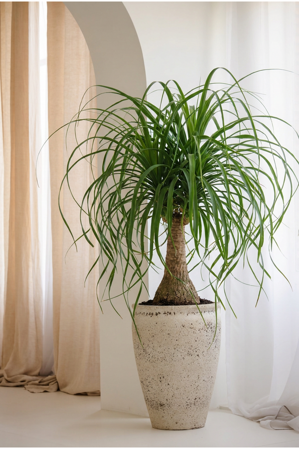 Beaucarnea vertakt P41 - 2ft