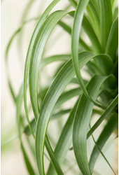 Beaucarnea vertakt P41 - 2ft