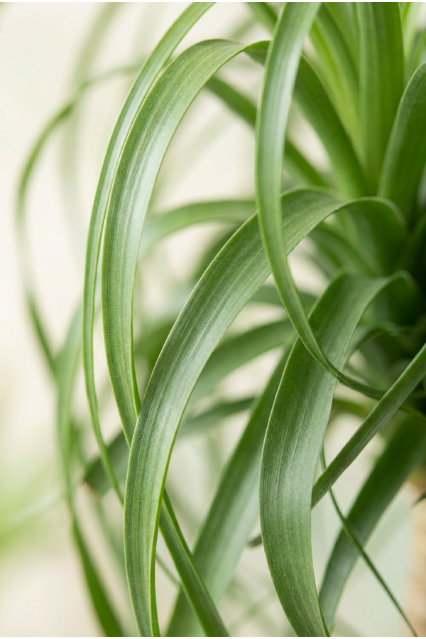 Beaucarnea vertakt P41 - 2ft