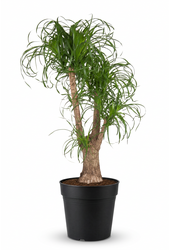 Beaucarnea vertakt P44 - 3ft