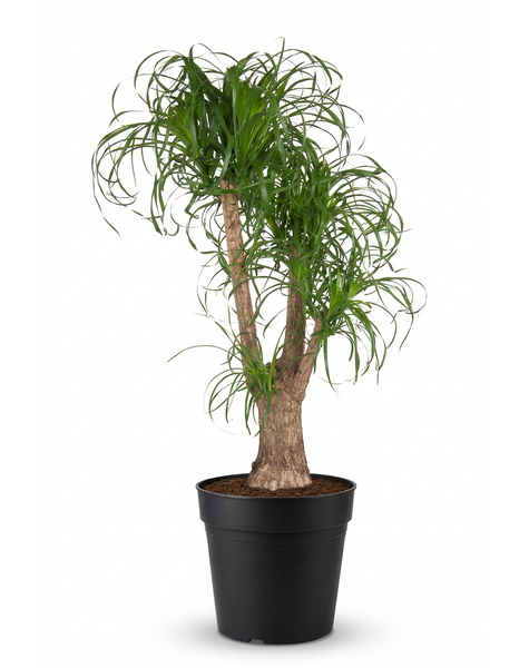 Beaucarnea verzweigt P44 - 3ft