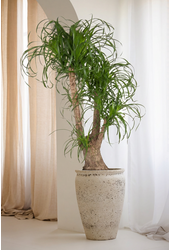Beaucarnea vertakt P44 - 3ft