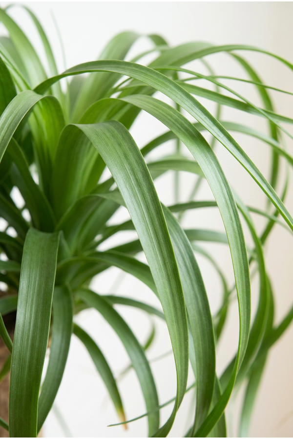 Beaucarnea vertakt P44 - 3ft