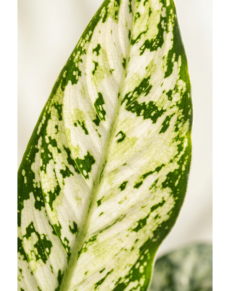 Dieffenbachia Vesuvius