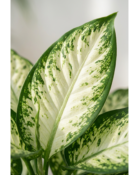 Dieffenbachia Vesuvius
