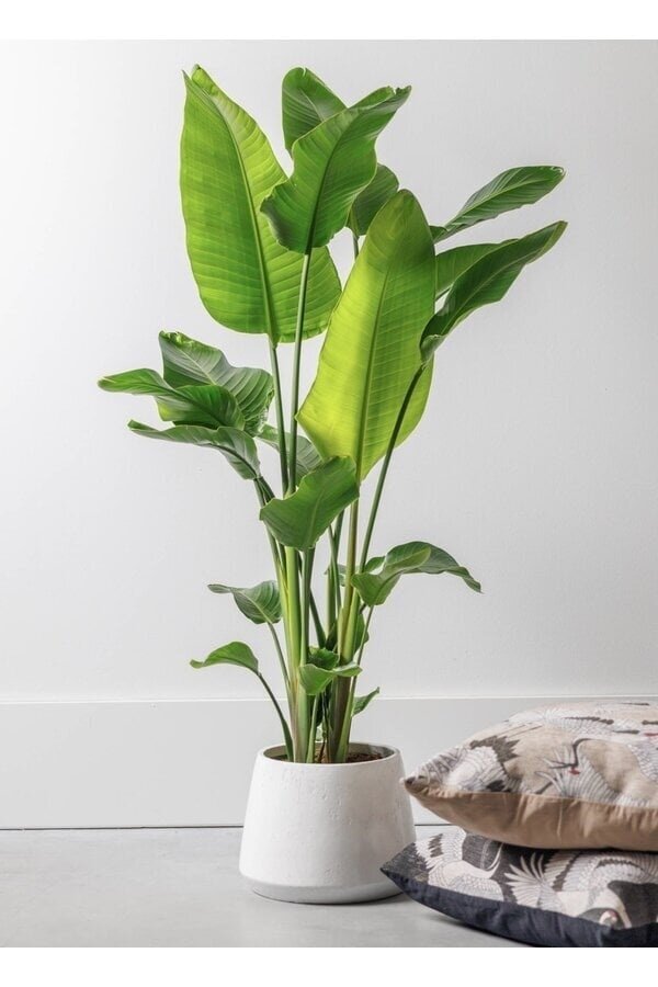 Strelitzia Nicolai XXL
