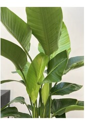 Strelitzia Nicolai XXL