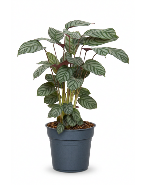 Calathea Green Flag