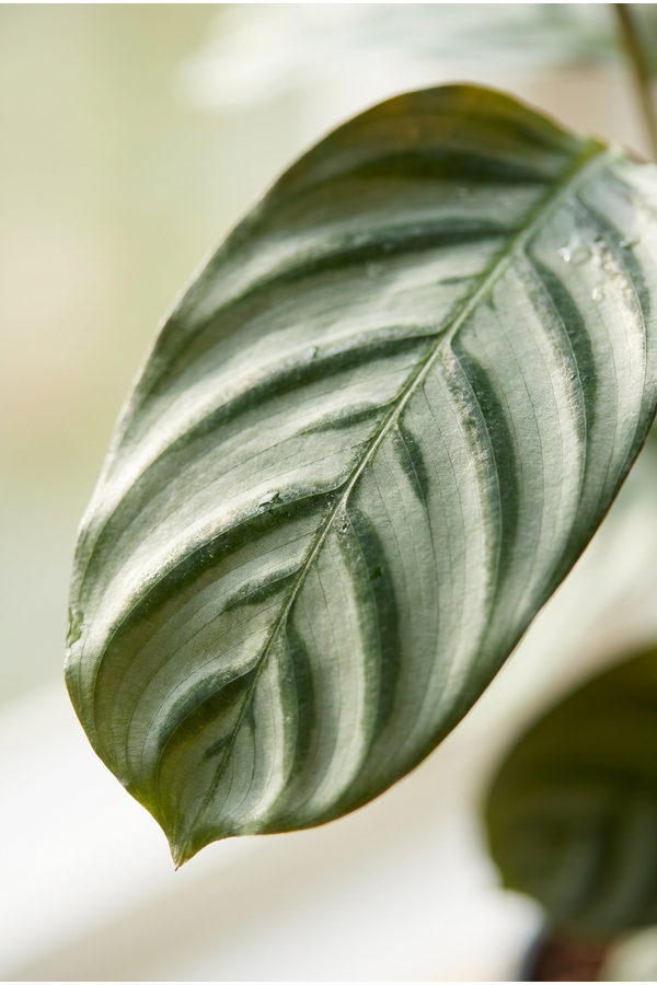 Calathea Green Flag