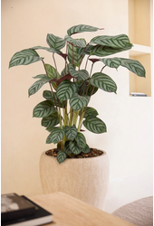 Calathea Green Flag