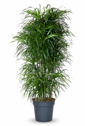 Dracaena Anita verzweigt P31