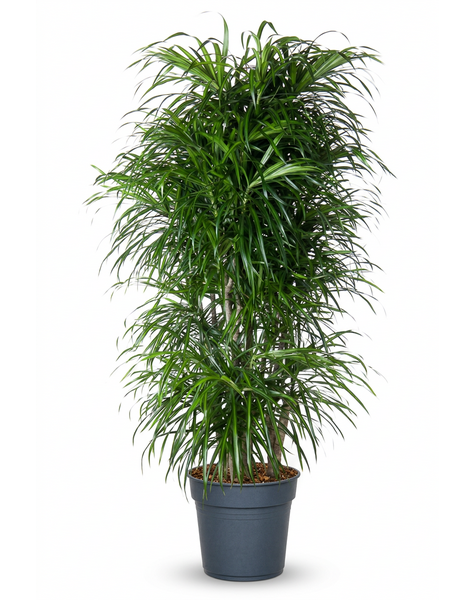 Dracaena Anita vertakt P31