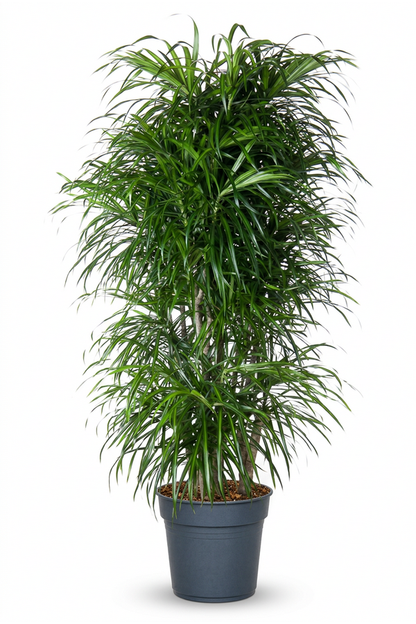 Dracaena Anita vertakt P31