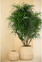 Dracaena Anita vertakt P31