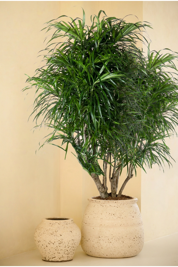Dracaena Anita vertakt P31