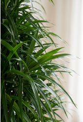 Dracaena Anita verzweigt P31