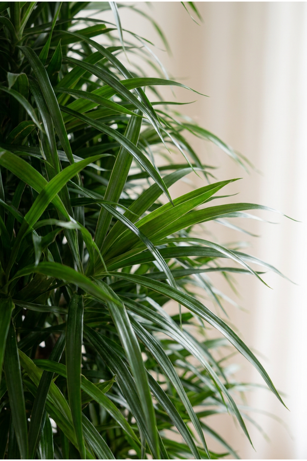 Dracaena Anita vertakt P31