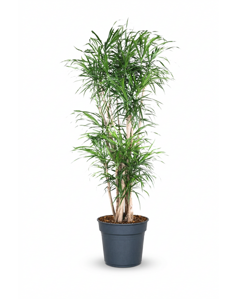 Dracaena Anita vertakt P34