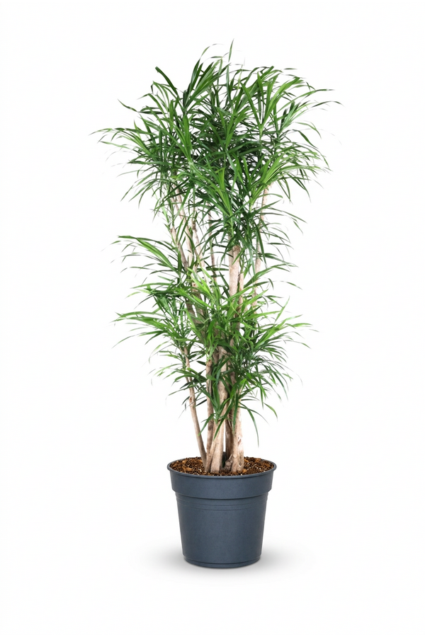 Dracaena Anita vertakt P34