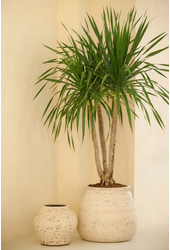 Dracaena Anita vertakt P34