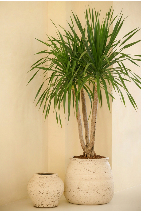 Dracaena Anita vertakt P34