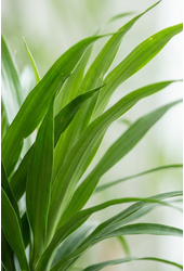 Dracaena Anita vertakt P34