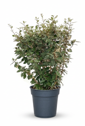 Elaeagnus ebingeij