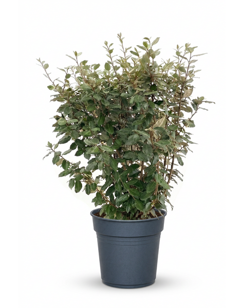 Elaeagnus ebingeij