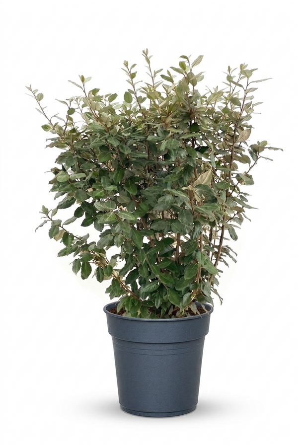 Elaeagnus ebingeij