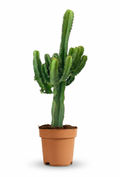 Euphorbia eritrea