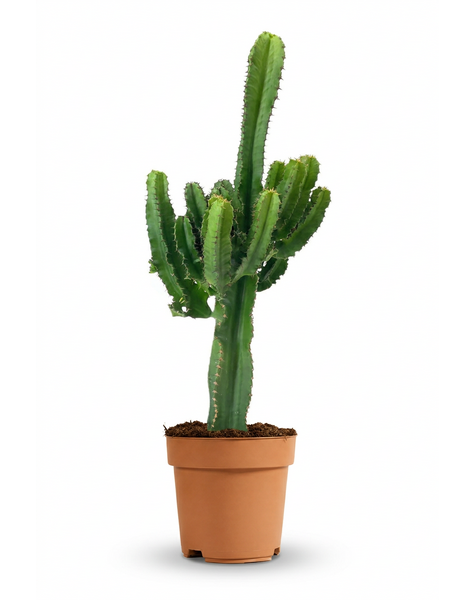 Euphorbia eritrea