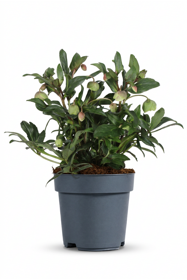 Helleborus Winterbells P19