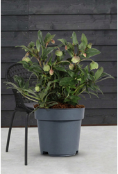 Helleborus Winterbells P19