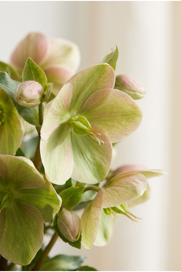 Helleborus Winterbells P19